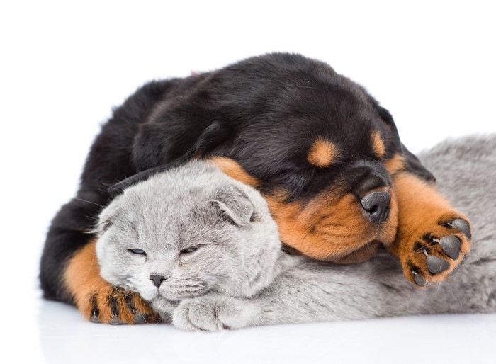 Rottweiler puppy sleeping on a cat