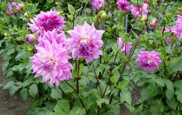 Pink Dahlias in bloom with buds