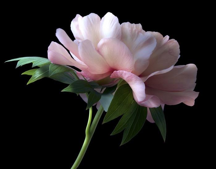Close-up of a pink peony flower with green leaves on a black background