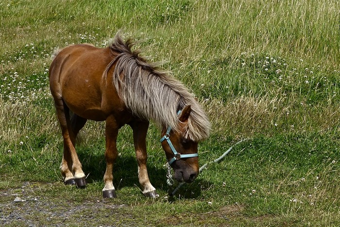 Brown horse grazing in a grassy field