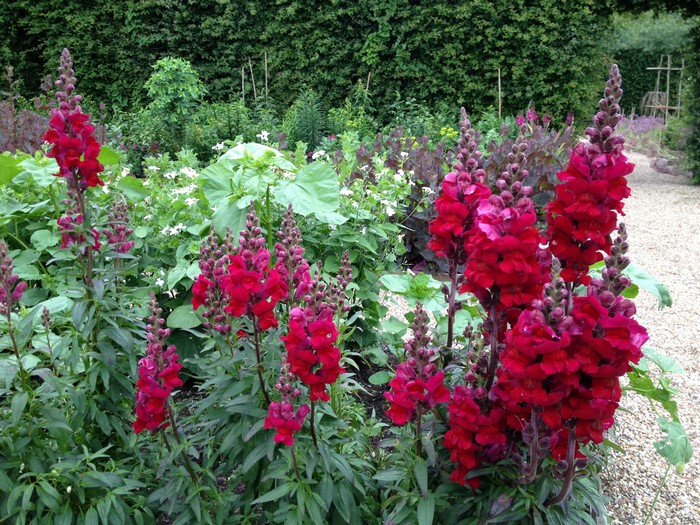 Red snapdragons in a garden