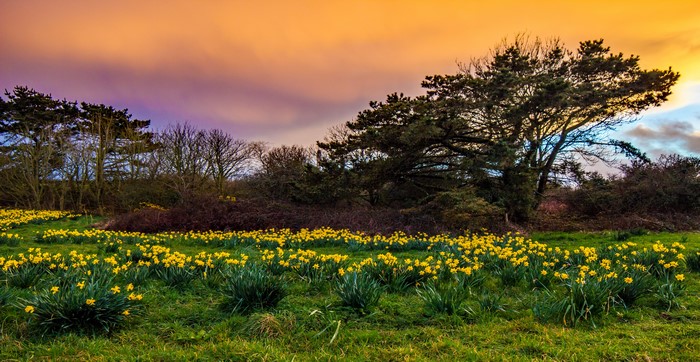 Field of Daffodils at Sunset