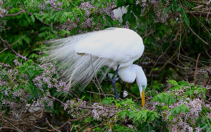 Great Egret with long tail feathers in a tree