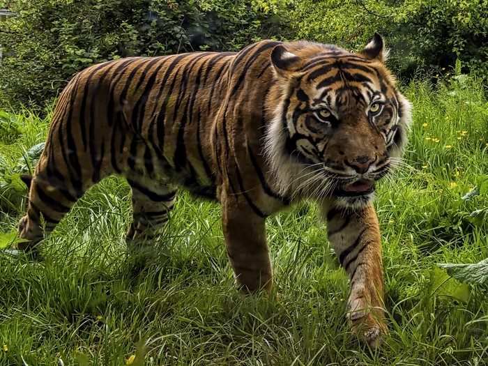 Tiger walking through tall green grass