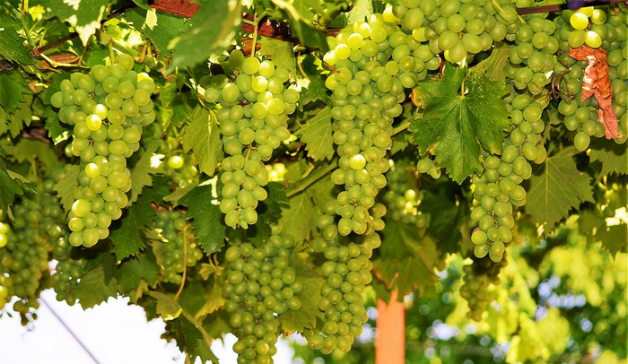 Green Grapes Hanging on a Vine with Leaves