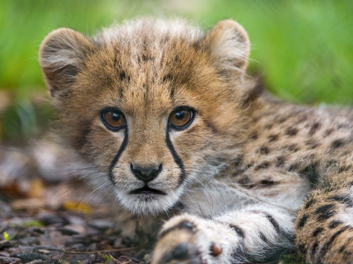 Cheetah Cub Looking Forward