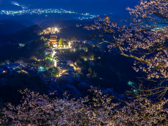 4K Japan Night Scene with Sakura and Town Lights