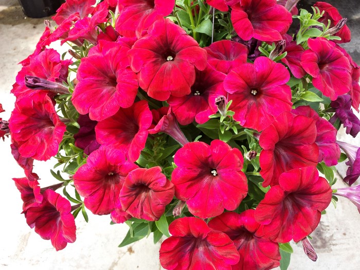 4K Red Petunia Flowers Closeup