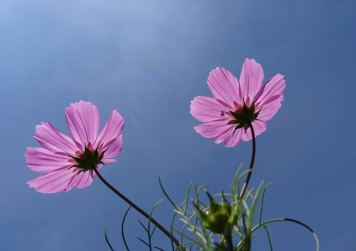 Two pink cosmos flowers against a blue sky