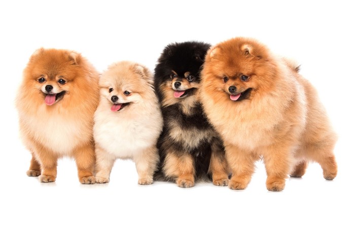 Four Pomeranian dogs on a white background