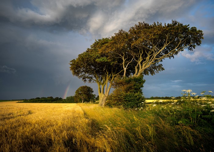 Wheat field with a large tree and a rainbow
