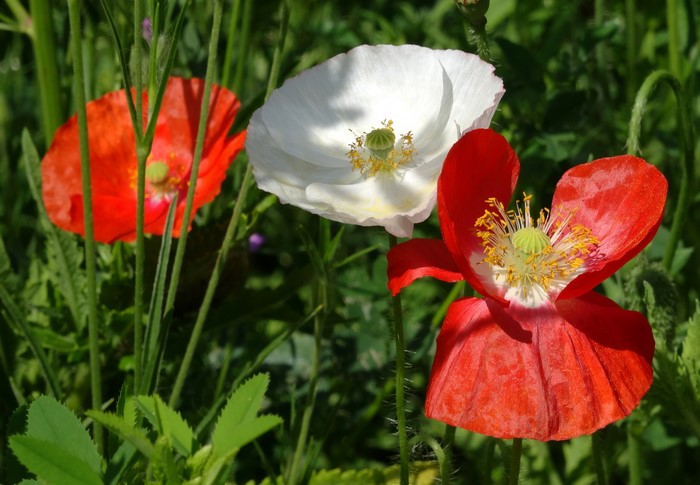 Three Poppies in a Field