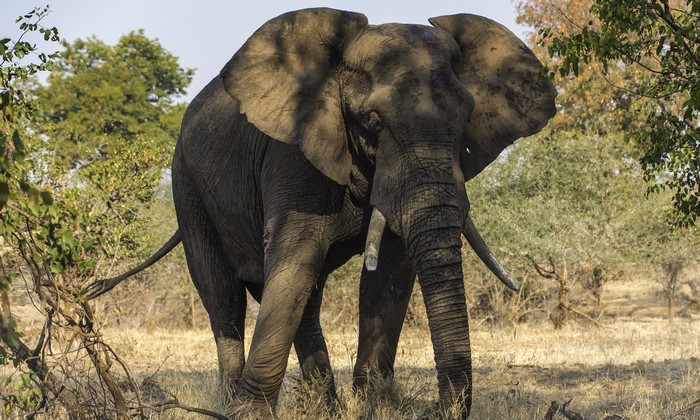 African elephant standing in dry grass and trees