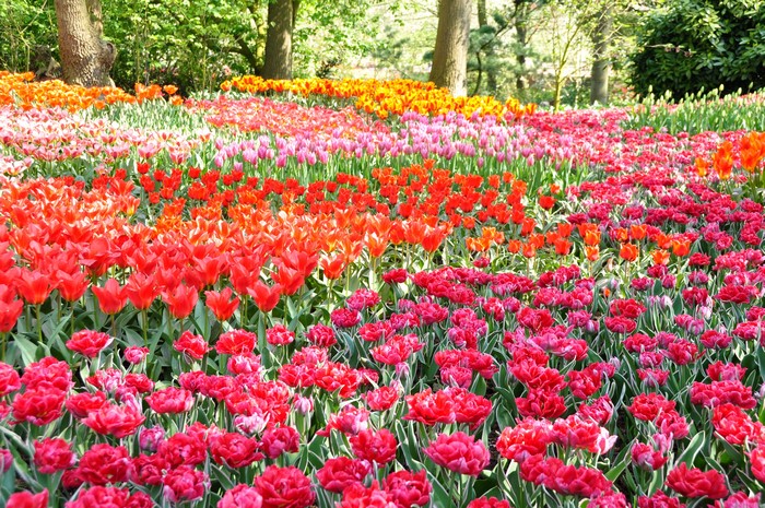 Field of colorful tulips in Keukenhof, Netherlands