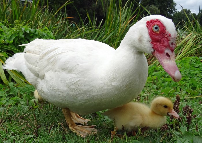 White Muscovy duck with duckling in grass