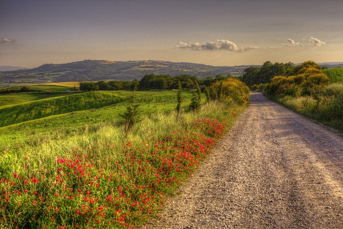 Road through Tuscan countryside with red flowers