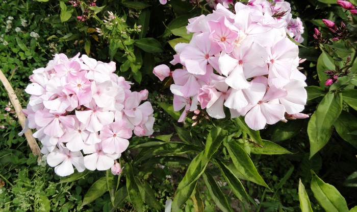 Pink Phlox flowers in bloom