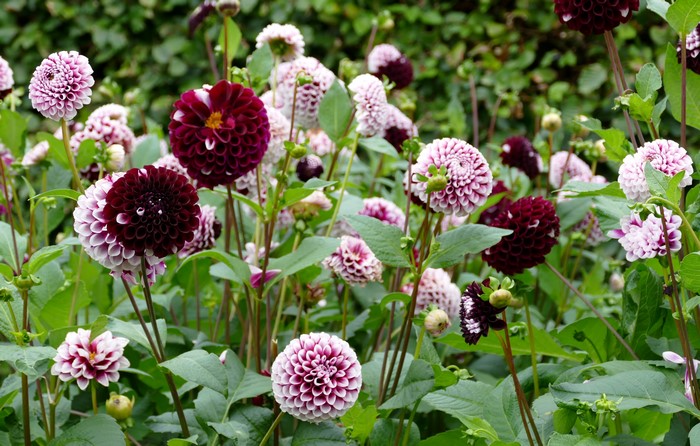 Dahlias in a Garden Closeup
