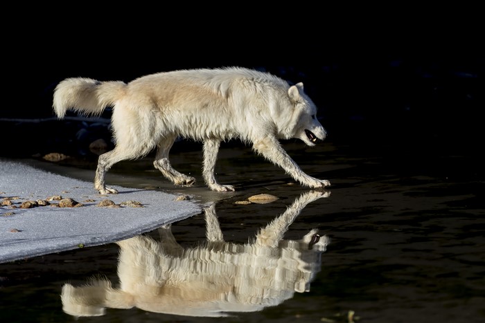White wolf walks by the water
