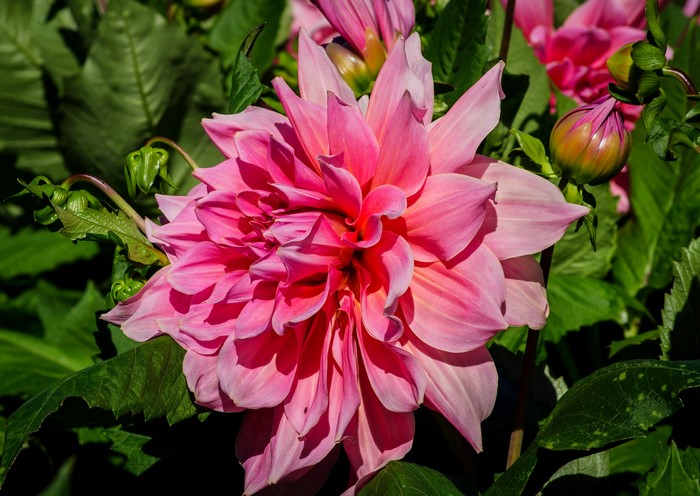 4K Pink Dahlias Closeup