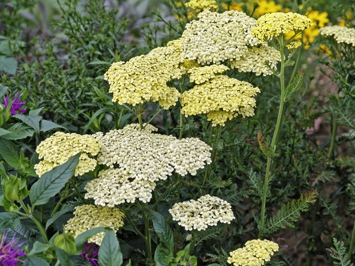 Yellow and white yarrow flowers in a garden
