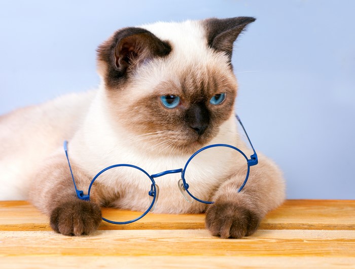 Siamese cat wearing glasses