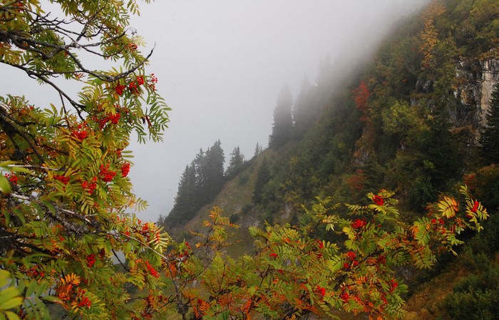 Mountain slope with trees and fog, foreground rowan berries