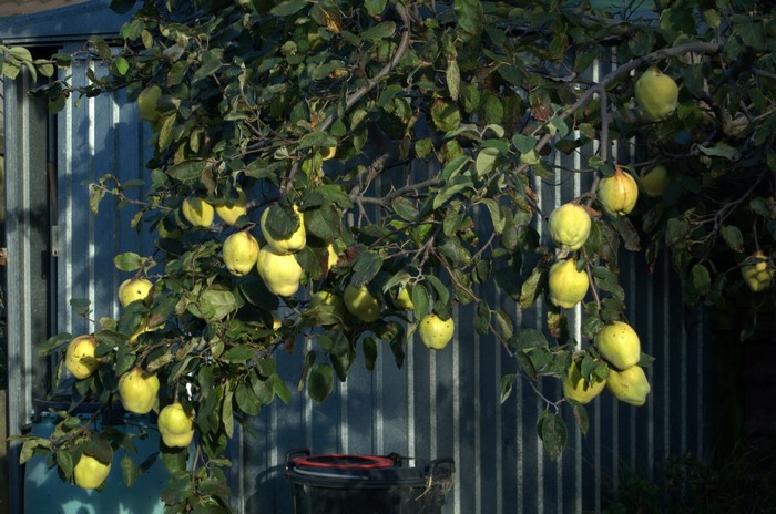 Quince fruit on branches