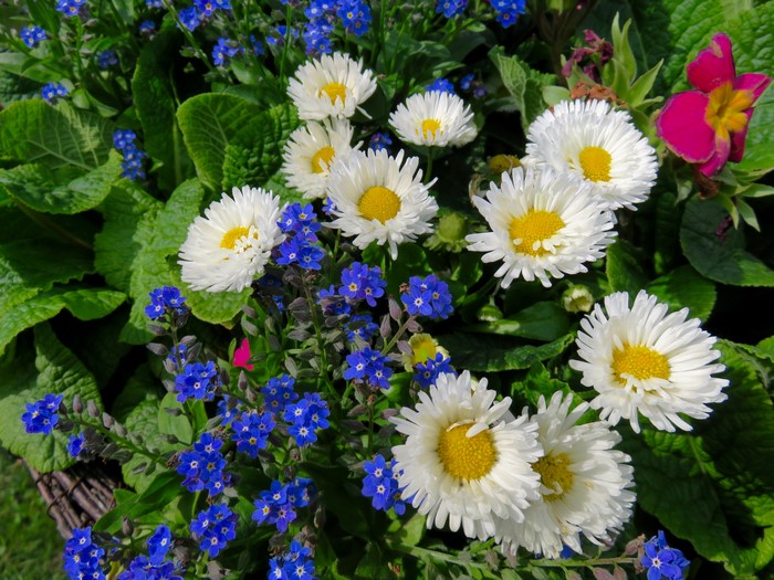Bellis and Veronica flowers in bloom