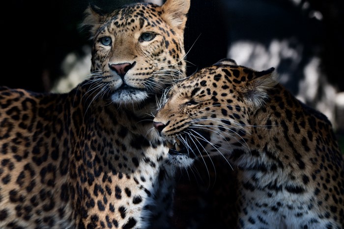 Two leopards close together