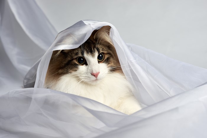 Cat peeking from under white fabric