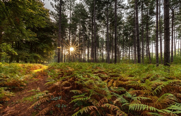 Sunlight filtering through trees in a forest with ferns