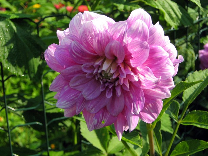 Pink Dahlia flower with white stripes