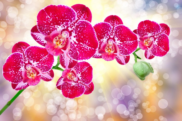 4K Red Orchid Closeup