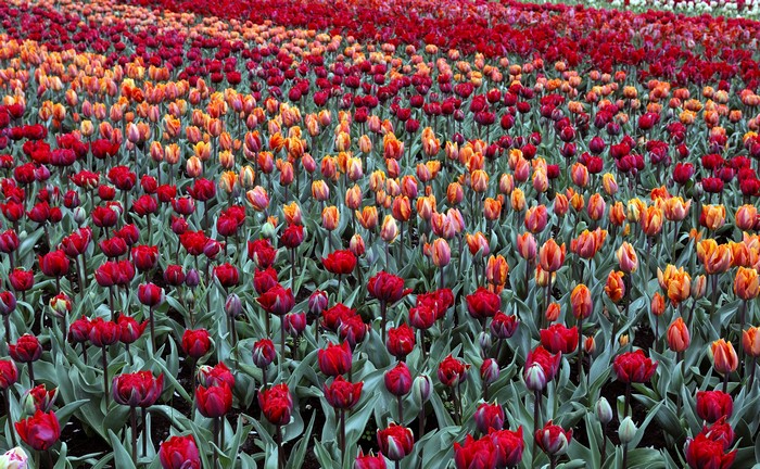 Field of Red and Orange Tulips in the Netherlands