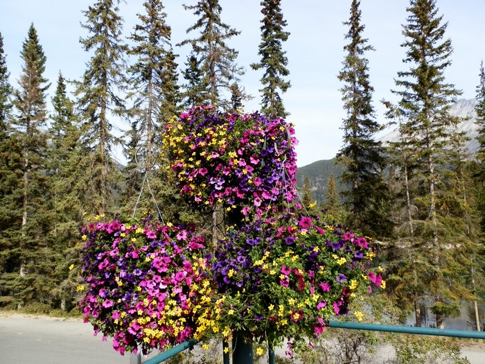 Hanging Petunias in Banff National Park