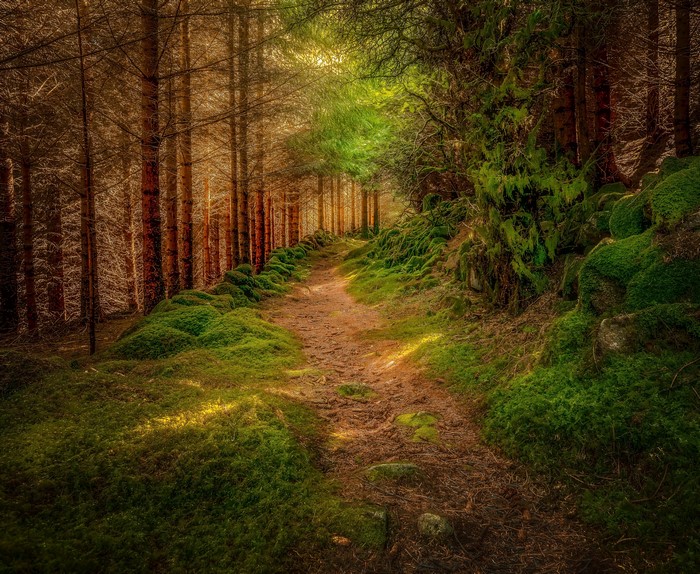 Forest path with mossy rocks and trees