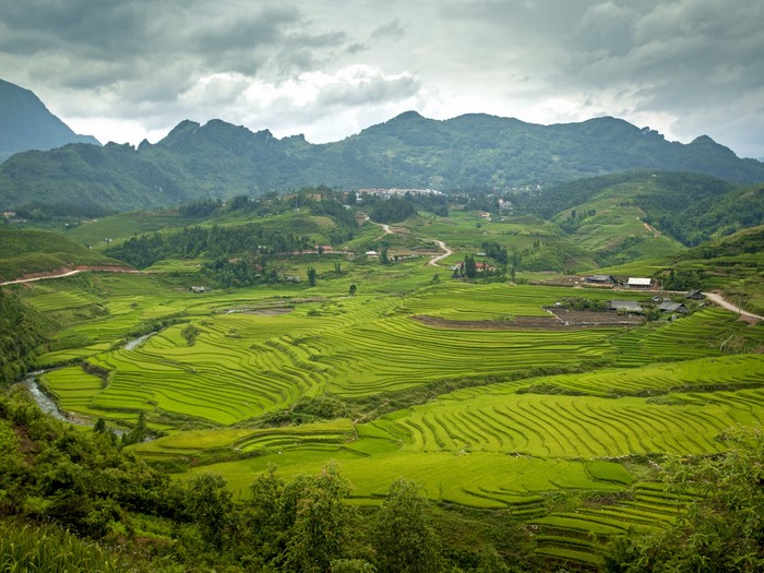 Terraced Rice Fields in Vietnam Mountains