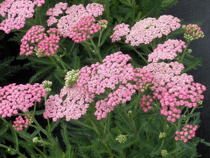 Pink Achillea flowers in a close-up view