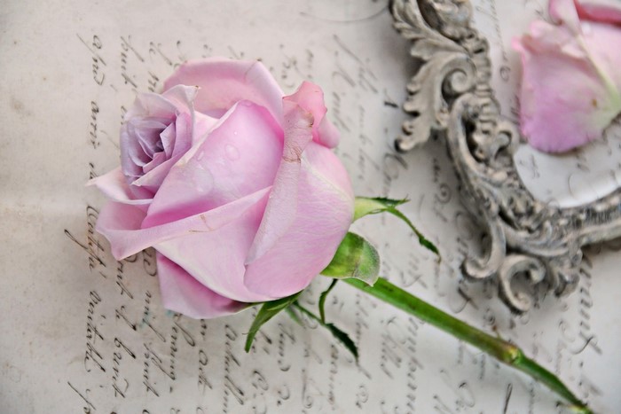 Pink rose on vintage paper with ornate frame