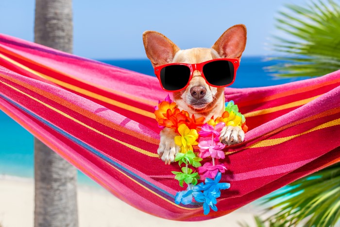 Chihuahua dog wearing sunglasses and lei in hammock