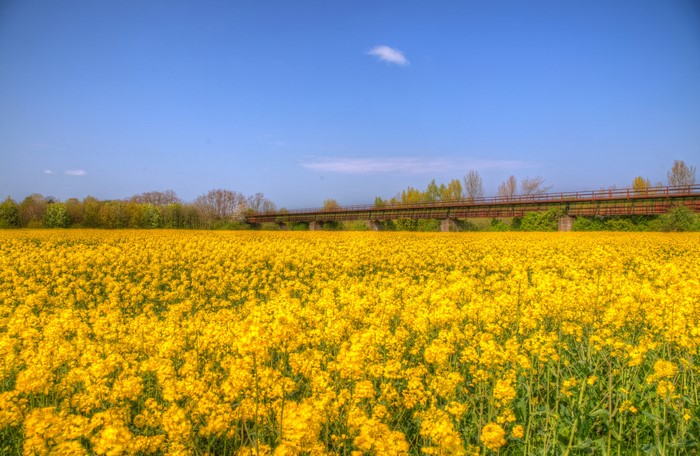 Field of rapeseed flowers with a bridge in Ostwestfalen, Germany