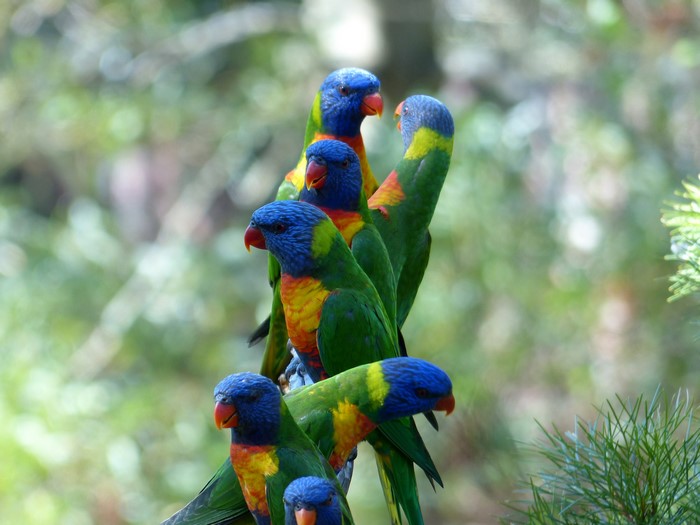 A group of colorful parrots perched together