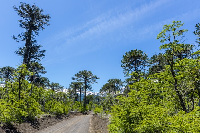 Conguillio National Park, Chile: Road through Araucaria trees
