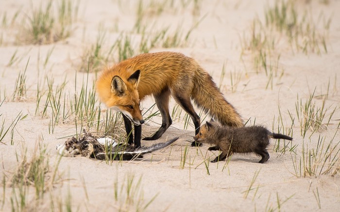 Red fox with cub near prey on sand