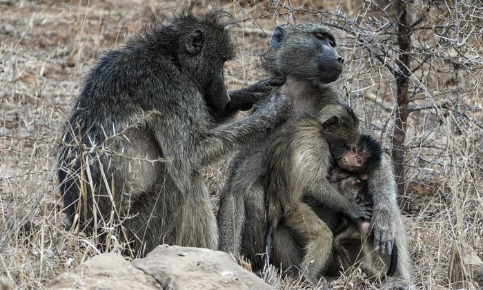 Baboons grooming and holding a baby baboon