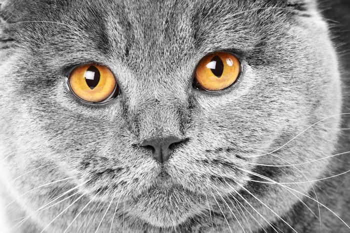 Close-up of a grey cat's face with orange eyes