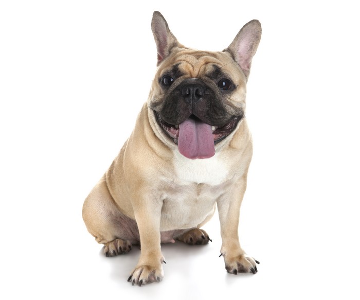 French Bulldog sitting on white background