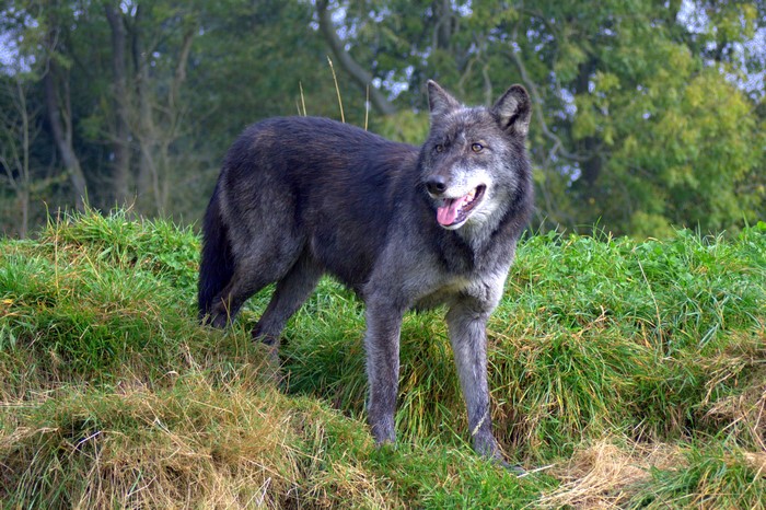 Wolf standing on grassy hill