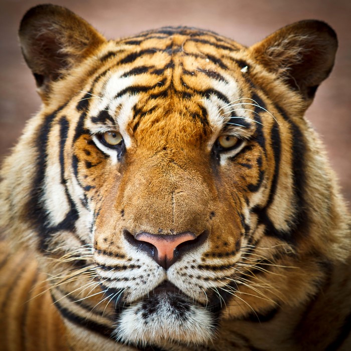 Close-up of a tiger's face